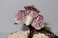 禾曼兜兰Paphiopedilum herrmannii