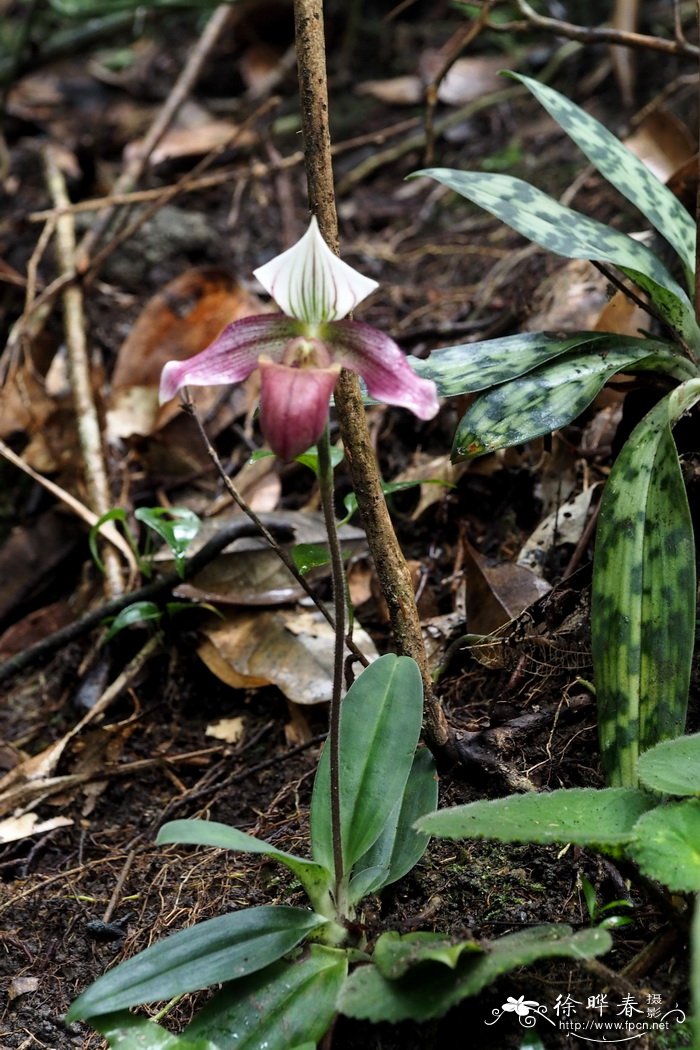 紫纹兜兰Paphiopedilum purpuratum