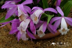 台湾独蒜兰Pleione formosana