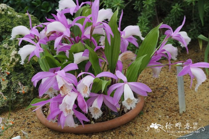 台湾独蒜兰Pleione formosana