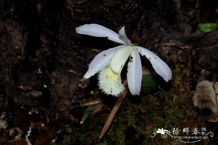 大花独蒜兰Pleione grandiflora