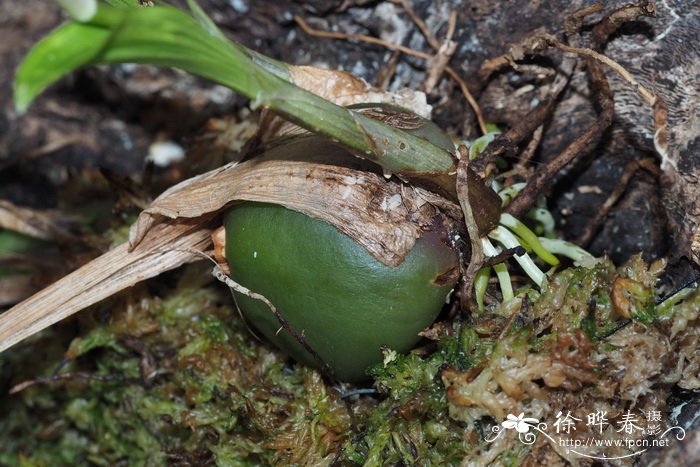 大花独蒜兰Pleione grandiflora