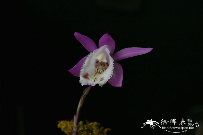 毛唇独蒜兰Pleione hookeriana