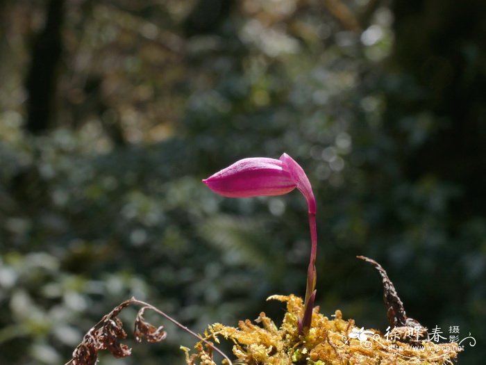 毛唇独蒜兰Pleione hookeriana