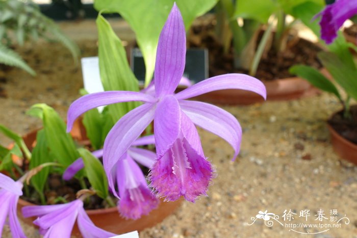 美丽独蒜兰Pleione pleionoides