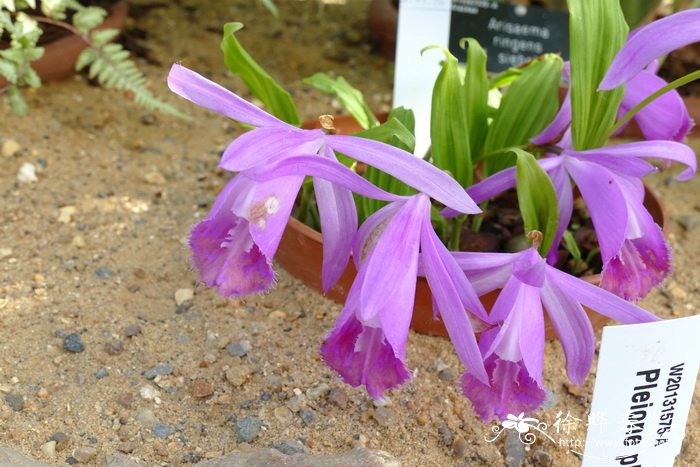 美丽独蒜兰Pleione pleionoides