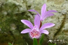 '维苏威'独蒜兰Pleione 'Vesuvius'