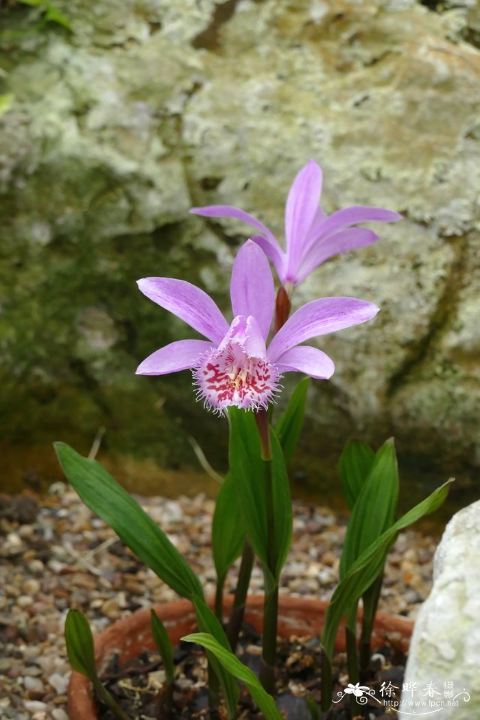 '维苏威'独蒜兰Pleione 'Vesuvius'