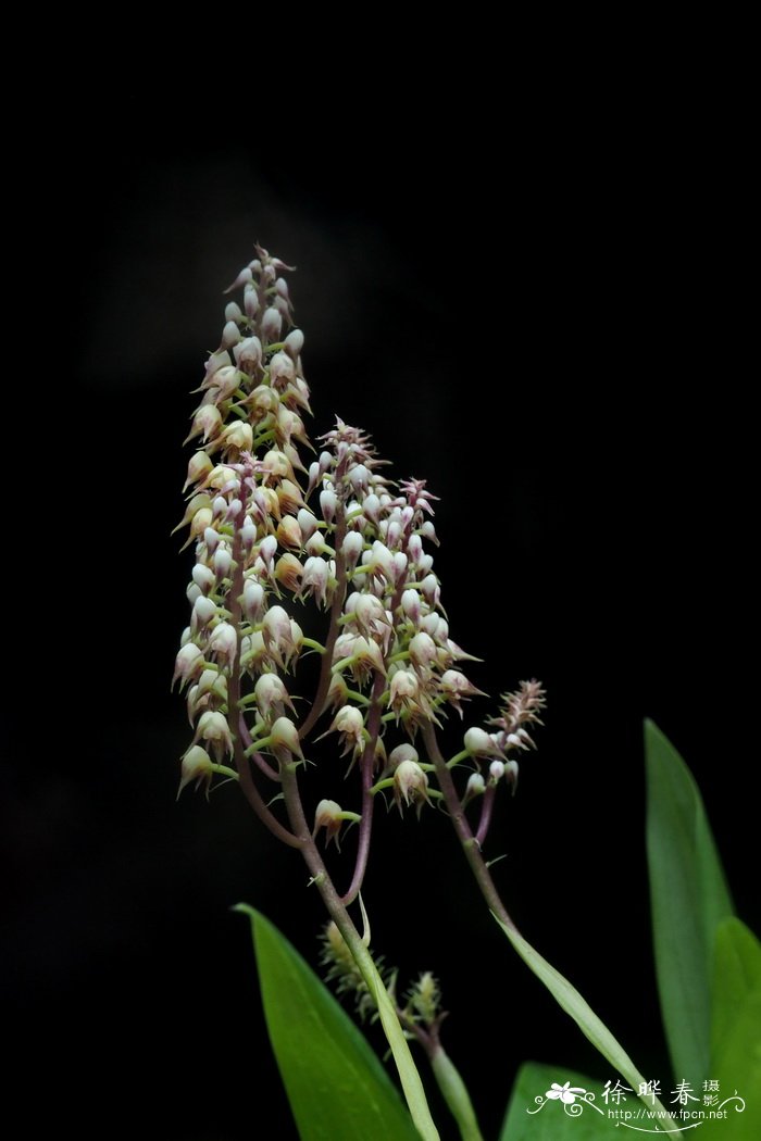 锐尖多穗兰Polystachya setifera