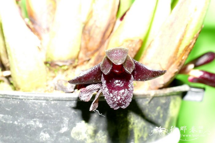 苏克安娜腋唇兰 Maxillaria schunkeana