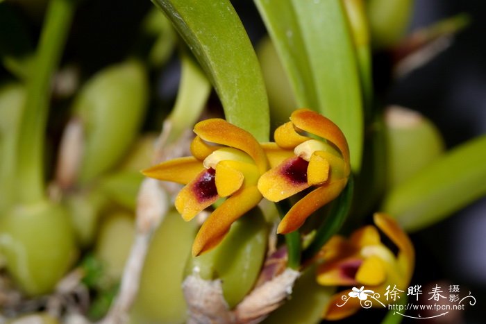 Maxillaria variabilis