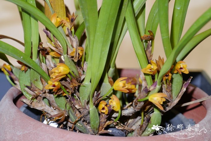 Maxillaria variabilis