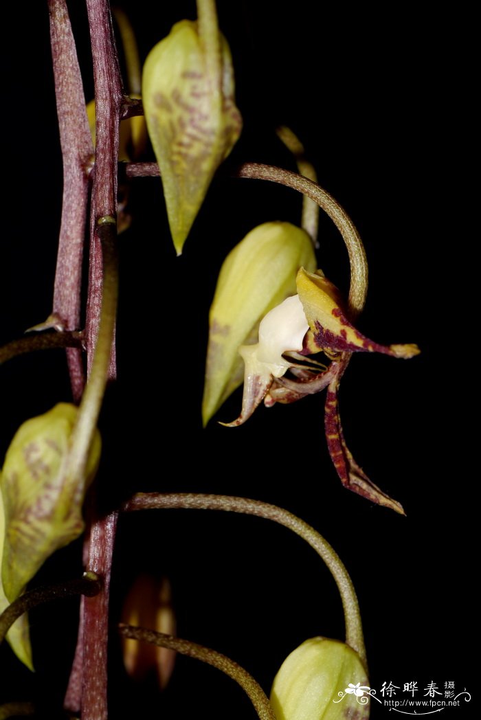 Gongora rufescens