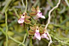 毛柱隔距兰Cleisostoma simondii