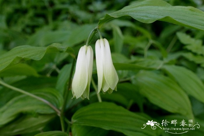 宝铎草Disporum sessile 宝铎草Disporum sessile