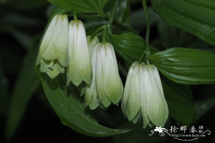 宝铎草Disporum sessile 宝铎草Disporum sessile