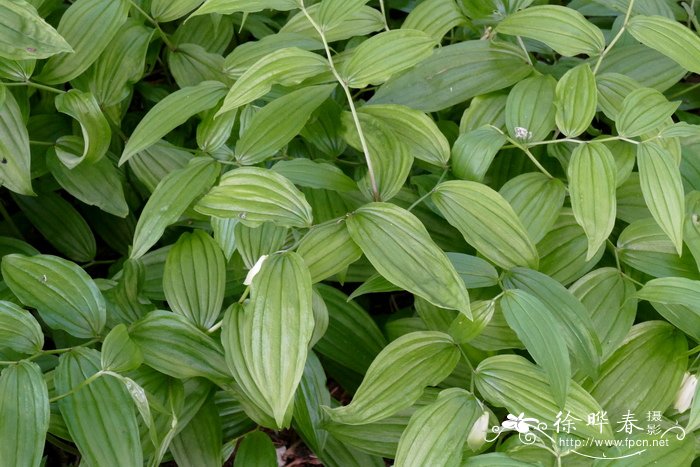 宝铎草Disporum sessile 宝铎草Disporum sessile