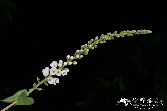 星宿菜Lysimachia fortunei