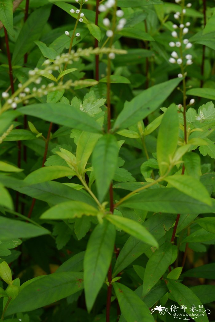 星宿菜Lysimachia fortunei