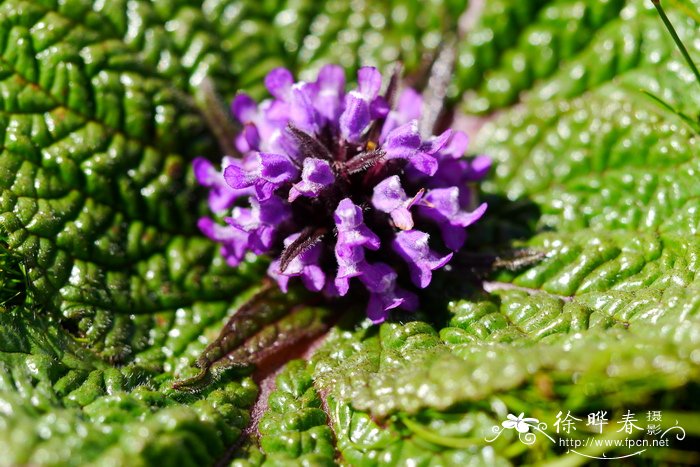 独一味Lamiophlomis rotata 独一味Lamiophlomis rotata