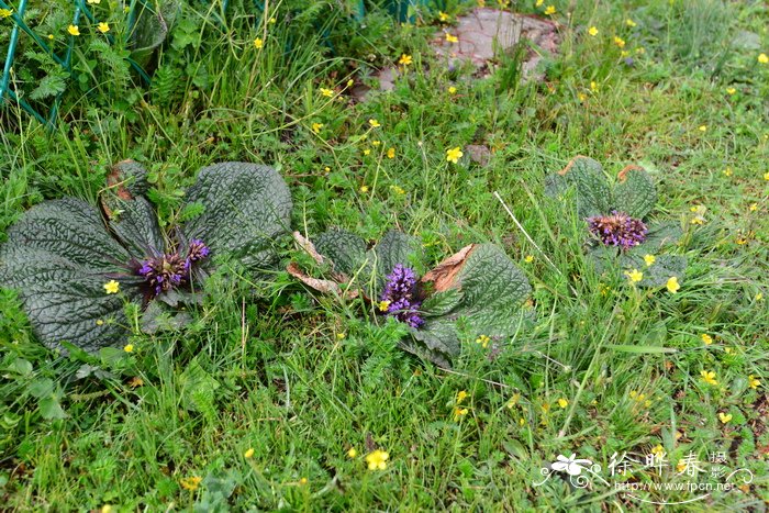 独一味Lamiophlomis rotata 独一味Lamiophlomis rotata