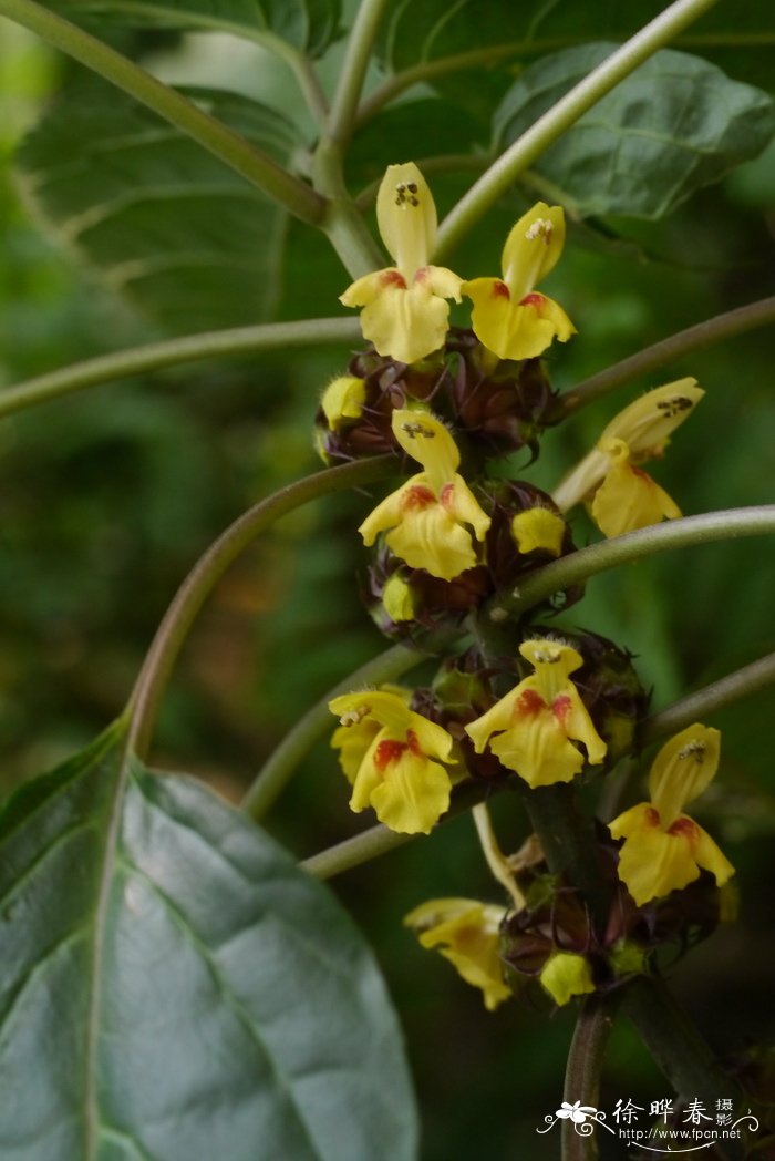 狭叶假糙苏Paraphlomis javanica var. angustifolia