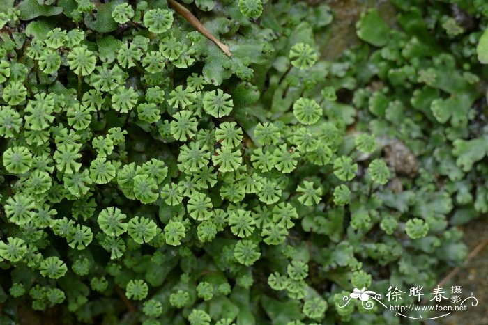 地钱Marchantia polymorpha