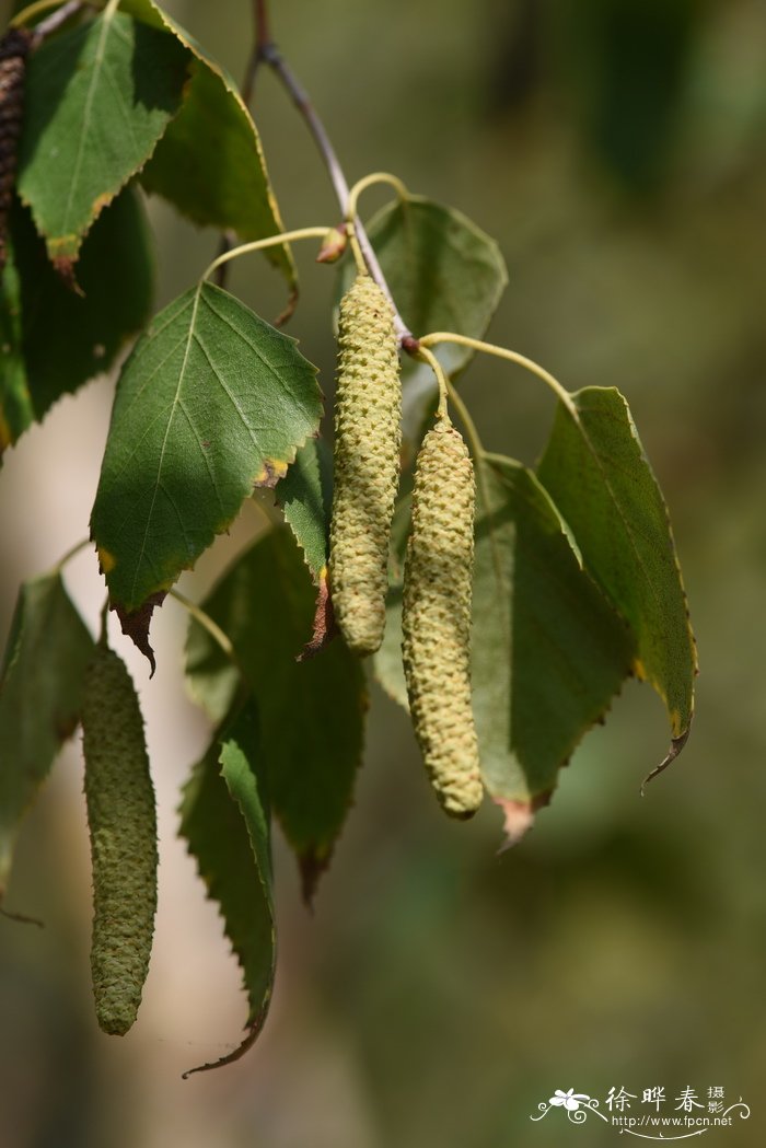 白桦Betula platyphylla