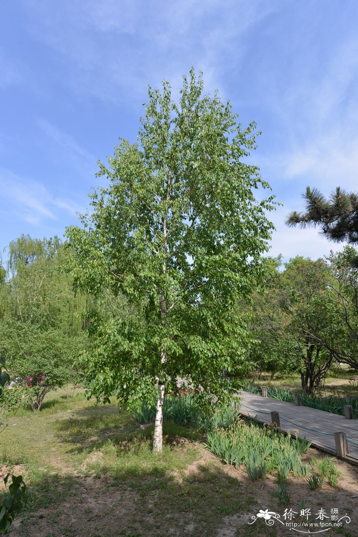 白桦Betula platyphylla