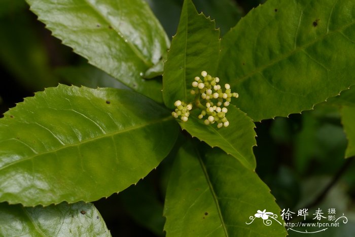 草珊瑚Sarcandra glabra