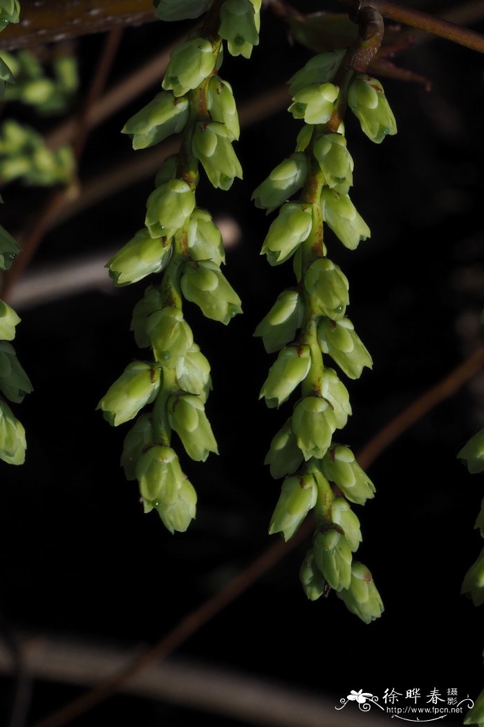 中国旌节花Stachyurus chinensis 中国旌节花Stachyurus chinensis