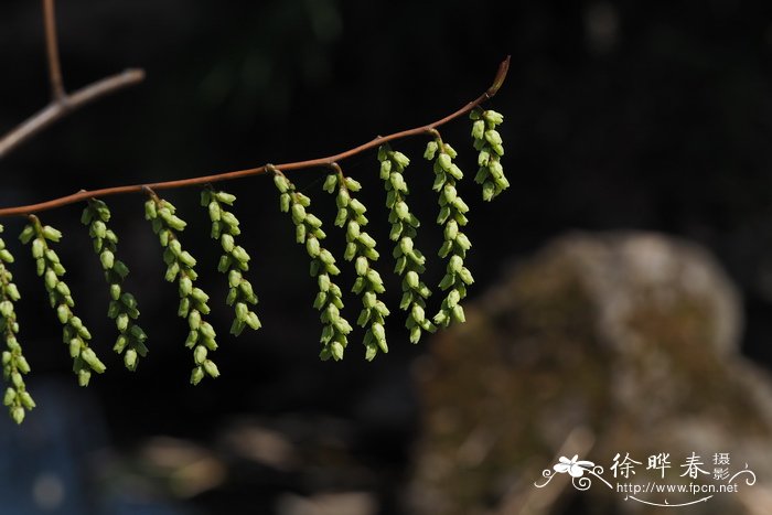 中国旌节花Stachyurus chinensis 中国旌节花Stachyurus chinensis