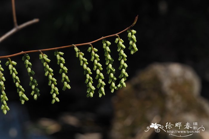 中国旌节花Stachyurus chinensis