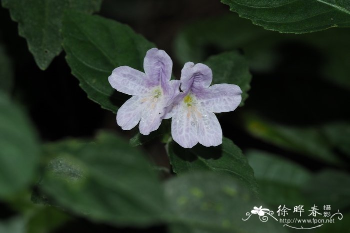 四子马蓝Strobilanthes tetrasperma