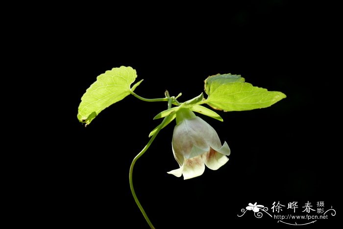 金钱豹Campanumoea javanica 金钱豹Campanumoea javanica