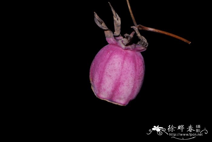 金钱豹Campanumoea javanica 金钱豹Campanumoea javanica
