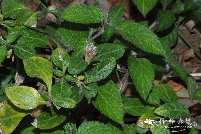 鳞花草Lepidagathis incurva 鳞花草Lepidagathis incurva