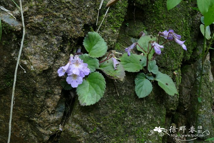 蚂蝗七chirita fimbrisepala