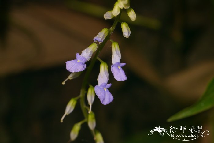 尖舌苣苔Rhynchoglossum obliquum