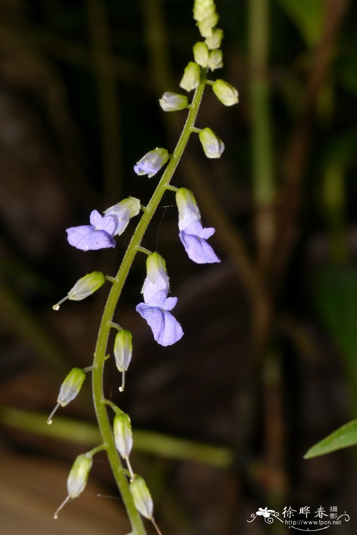 尖舌苣苔Rhynchoglossum obliquum