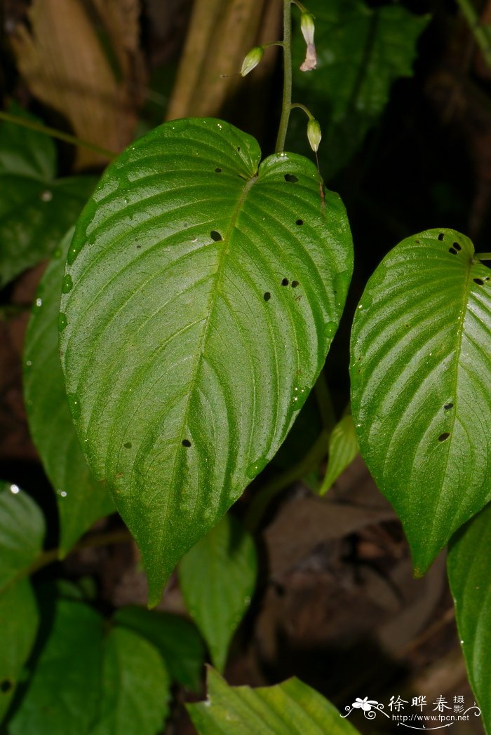 尖舌苣苔Rhynchoglossum obliquum