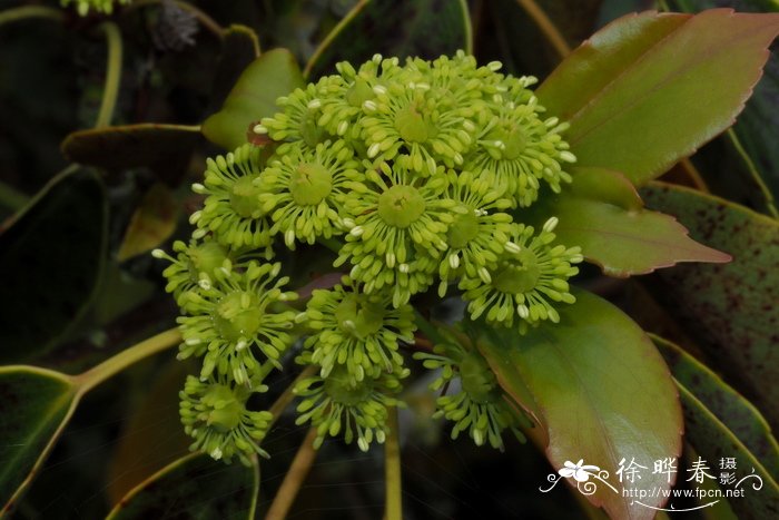 昆栏树Trochodendron aralioides 昆栏树Trochodendron aralioides