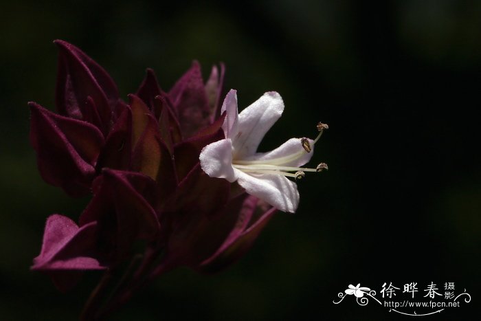鬼灯笼Clerodendrum fortunatum 鬼灯笼Clerodendrum fortunatum