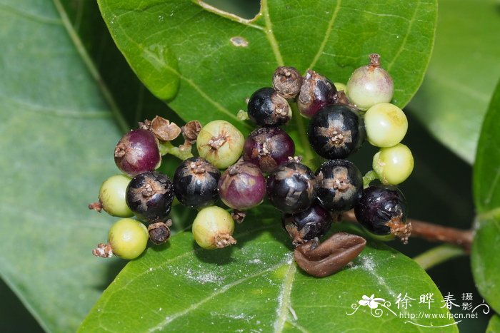 臭娘子Premna serratifolia 臭娘子Premna serratifolia