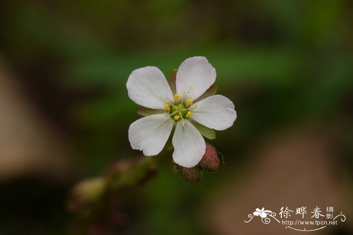 锦地罗Drosera burmanni 锦地罗Drosera burmanni