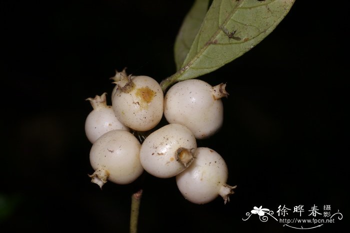 白果香楠Alleizettella leucocarpa 白果香楠Alleizettella leucocarpa