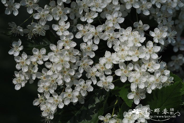 水榆花楸Sorbus alnifolia