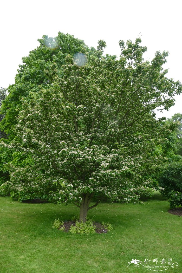 水榆花楸Sorbus alnifolia