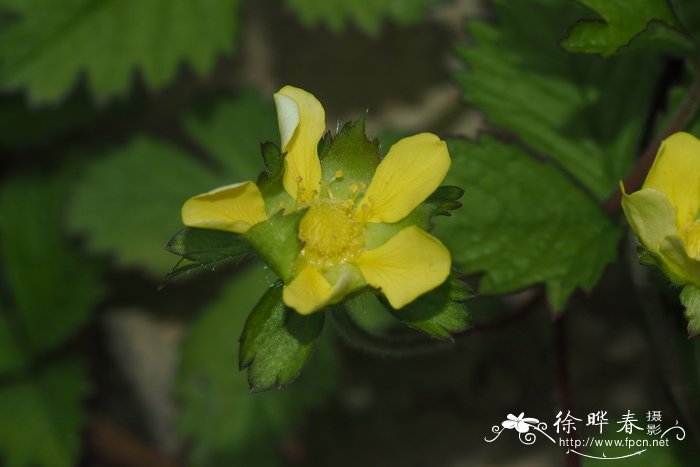 皱果蛇莓Duchesnea chrysantha 皱果蛇莓Duchesnea chrysantha