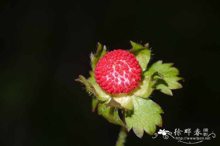 皱果蛇莓Duchesnea chrysantha 皱果蛇莓Duchesnea chrysantha